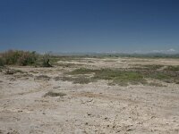 GR, Evros, Alexandroupolis, Evros Delta 32, Saxifraga-Dirk Hilbers