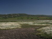 GR, Evros, Alexandroupolis, Evros Delta 4, Saxifraga-Dirk Hilbers