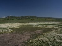 GR, Evros, Alexandroupolis, Evros Delta 5, Saxifraga-Dirk Hilbers