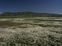 GR, Evros, Alexandroupolis, Evros Delta 7, Saxifraga-Dirk Hilbers