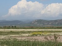 GR, Evros, Alexandroupolis, Evros Delta 9, Saxifraga-Dirk Hilbers