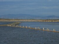 GR, Xanthi, Nea Kessani, Porto Lagos 12, Saxifraga-Dirk Hilbers