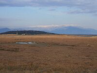 GR, Xanthi, Nea Kessani, Porto Lagos 17, Saxifraga-Dirk Hilbers