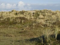NL, Friesland, Terschelling, Griltjeplak 1, Saxifraga-Marijke Verhagen