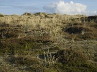NL, Friesland, Terschelling, Griltjeplak 4, Saxifraga-Marijke Verhagen