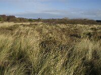 NL, Friesland, Terschelling, Groene Strand 1, Saxifraga-Marijke Verhagen