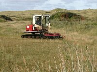 NL, Friesland, Vlieland, Vlieland 1, Saxifraga-Hans Boll