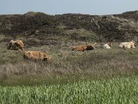 NL, Noord-Holland, Texel, Groote Vlak 1, Saxifraga-Willem van Kruijsbergen