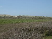 NL, Noord-Holland, Texel, Groote Vlak 3, Saxifraga-Willem van Kruijsbergen