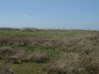 NL, Noord-Holland, Texel, Groote Vlak 4, Saxifraga-Willem van Kruijsbergen