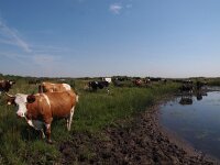 NL, Zuid-Holland, Goeree-Overflakkee, Kwade Hoek 1, Saxifraga-Hans Dekker