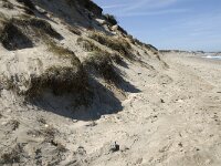 DK, Nordjylland, Thisted, Norre Vorupor East 5, Saxifraga-Jan van der Straaten