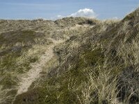 DK, Nordjylland, Thisted, Norre Vorupor West 7, Saxifraga-Jan van der Straaten