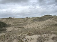 F, Pas-de-Calais, Wimereux, Dunes de la Slack 1, Saxifraga-Willem van Kruijsbergen
