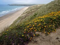 GB, Cornwall, Perranzabuloe, Penhale Sands 6, Saxifraga-Foto Fitis- Sytske Dijksen