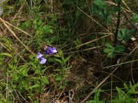 LV, Kurzeme, Rucava, Dabas parks Pape 112, Saxifraga-Hans Boll