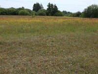 LV, Kurzeme, Rucava, Dabas parks Pape 128, Saxifraga-Hans Boll