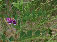 LV, Kurzeme, Rucava, Dabas parks Pape 22, Saxifraga-Hans Boll