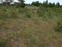 LV, Kurzeme, Rucava, Dabas parks Pape 37, Saxifraga-Hans Boll