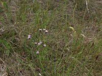 LV, Kurzeme, Rucava, Dabas parks Pape 48, Saxifraga-Hans Boll