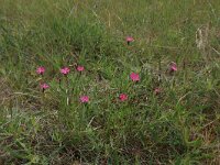 LV, Kurzeme, Rucava, Dabas parks Pape 90, Saxifraga-Hans Boll