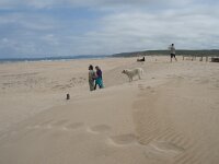 P, Faro, Aljezur, Carrapateira, Praia da Bordeira 26, Saxifraga-Willem van Kruijsbergen