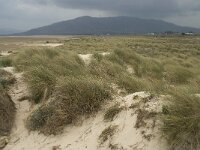 E, Cadiz, Tarifa 32, Saxifraga-Willem van Kruijsbergen