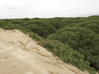 E, Cadiz, Tarifa, Bolonia, Duna de Bolonia 11, Saxifraga-Willem van Kruijsbergen