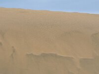 E, Las Palmas, San Bartolome de Tirajana, Dunas de Maspalomas 2, Saxifraga-Tom Heijnen