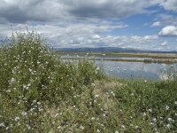 E, Tarragona, Deltebre, El Fangar 22, Saxifraga-Marijke Verhagen