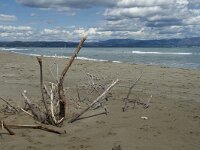 E, Tarragona, Deltebre, El Fangar 25, Saxifraga-Marijke Verhagen