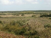 NL, Friesland, Ameland, Zwanenwaterduin 1, Saxifraga-Hans Boll