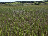 NL, Friesland, Ameland, Zwanenwaterduin 4, Saxifraga-Hans Boll