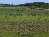 NL, Friesland, Vlieland, Eerste Kroons Polder 32, Saxifraga-Hans Boll
