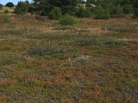 NL, Friesland, Vlieland, Kooisplek 27, Saxifraga-Hans Boll
