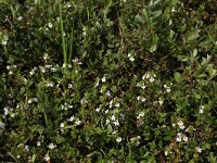 NL, Friesland, Vlieland, Kooisplek 55, Saxifraga-Hans Boll