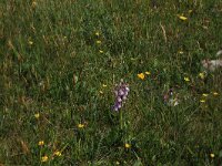NL, Friesland, Vlieland, Oostervallei 2, Saxifraga-Hans Boll