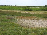 NL, Friesland, Vlieland, Tweede Kroons Polder 22, Saxifraga-Hans Boll