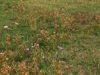 NL, Friesland, Vlieland, Westerveld 2, Saxifraga-Hans Boll