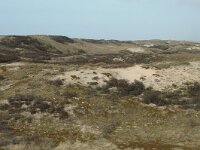 NL, Noord-Holland, Castricum, Noord-Hollands Duinreservaat, Vogelduin 1, Saxifraga-Jan van der Straaten