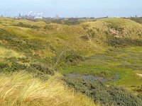 NL, Noord-Holland, Haarlem, Kennemerduinen 2, Foto Fitis-Sytske Dijksen