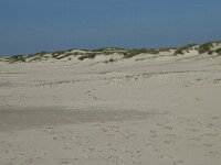 NL, Noord-Holland, Texel, De Hors 32, Saxifraga-Willem van Kruijsbergen