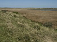 NL, Noord-Holland, Texel, De Mokbaai 2, Saxifraga-Jan van der Straaten