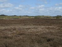 NL, Noord-Holland, Texel, De Muy 9, Saxifraga-Willem van Kruijsbergen