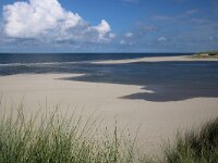 NL, Noord-Holland, Texel, De Slufter 137, Saxifraga-Foto Fitis-Sytske Dijksen