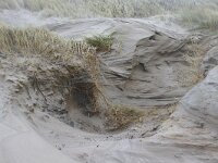 NL, Noord-Holland, Texel, Paal 13 6, Saxifraga-Foto Fitis-Sytske Dijksen
