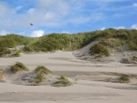 NL, Noord-Holland, Texel, Paal 28 11, Saxifraga-Foto Fitis-Sytske Dijksen