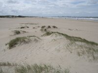 NL, Zuid-Holland, Westland, Monster 9, Saxifraga-Willem van Kruijsbergen