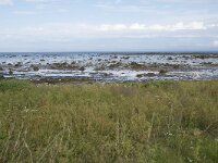 N, Nordland, Andoy, Breivik 4, Saxifraga-Willem van Kruijsbergen