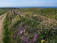 GB, Cornwall, Hayle, SW Coastpath, Godrevy Point 1, Saxifraga-Foto Fitis-Sytske Dijksen